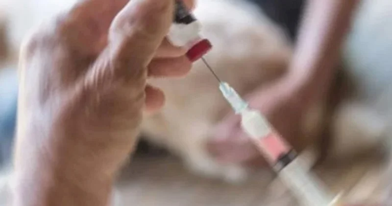 Türkiyədə quduz təhlükəsi: 4 məhəllə karantinə alınıb