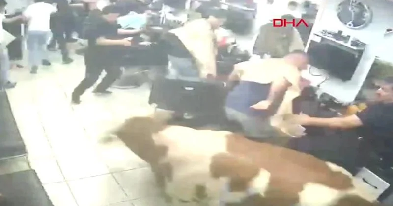 İstanbulda qurbanlıq dana bərbərxanaya girdi Video