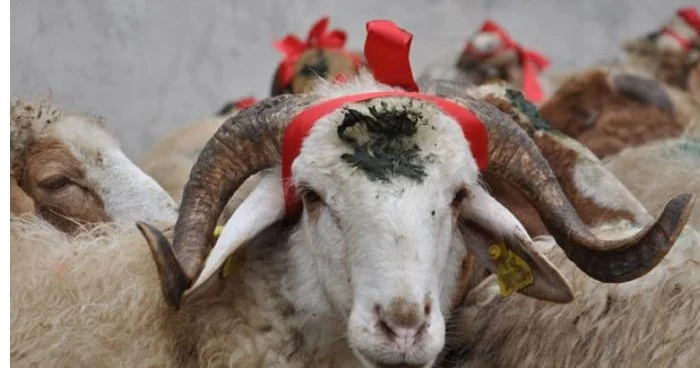 Qurban payını bu şəxslərə vermək olmaz XƏBƏRDARLIQ!