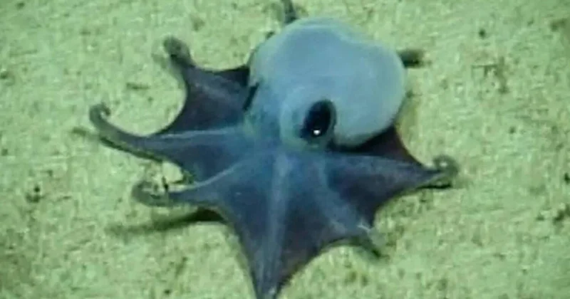 Ученые показали синего осьминога из морских глубин