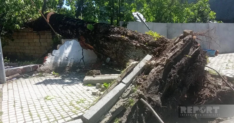 İsmayıllıda güclü külək irigövdəli ağacları aşırıb FOTO