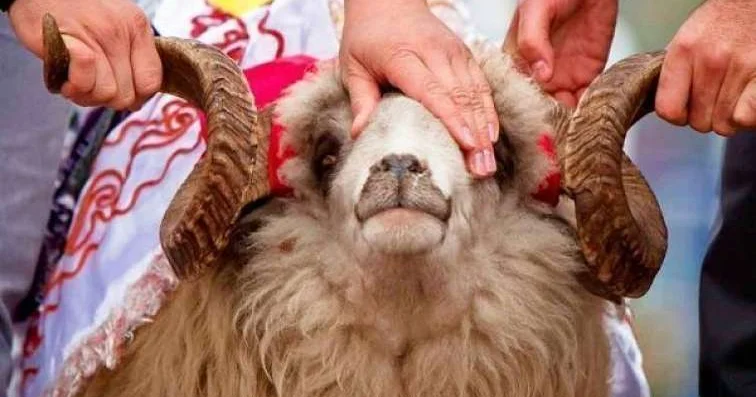 Bir heyvanı bir neçə nəfər şərikli kəsə bilərmi? AÇIQLAMA