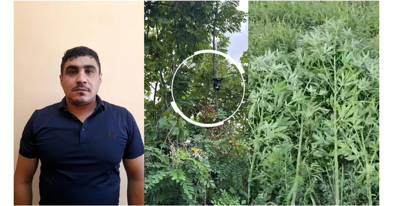 Göyçayda bağı narkotik plantasiyasına çevirib, videokamera ilə izləyən şəxs tutulub