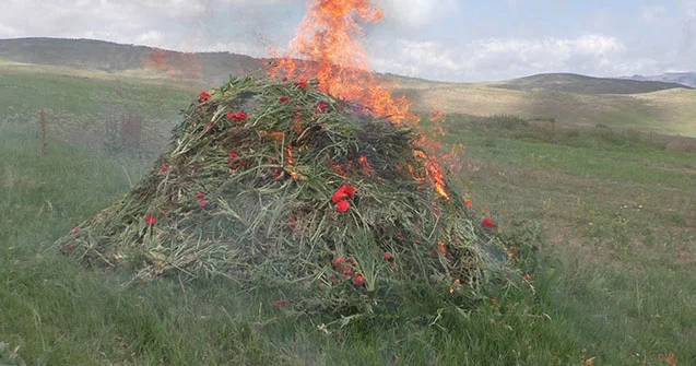 9200 ədəd xaş xaş kolu məhv edildi