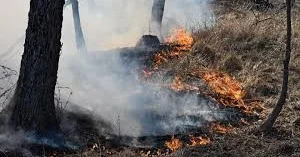 Лесные пожары в Турции: огонь охватил шесть регионов
