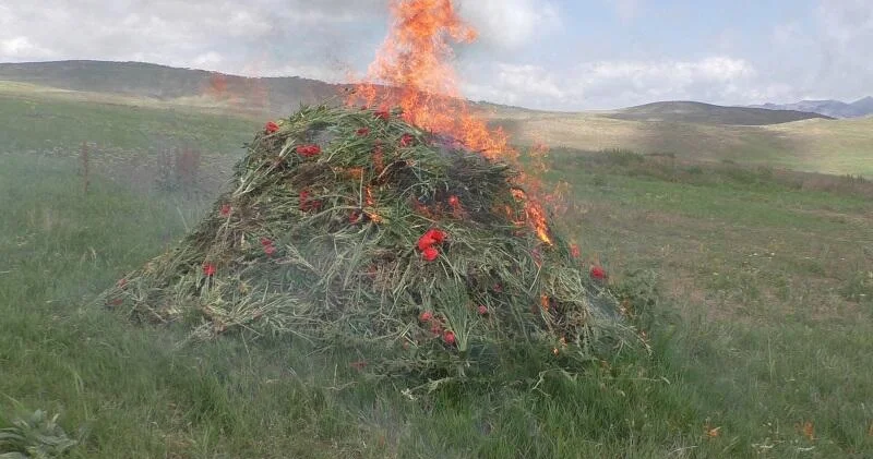 В Ярдымлы сожжено более 9 тыс. маковых кустов