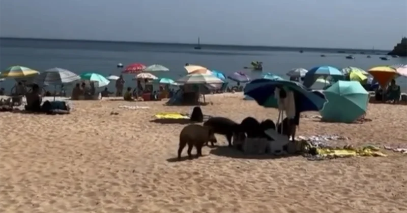 Qabanlar çimərlikdəki yeməkləri oğurladı Video