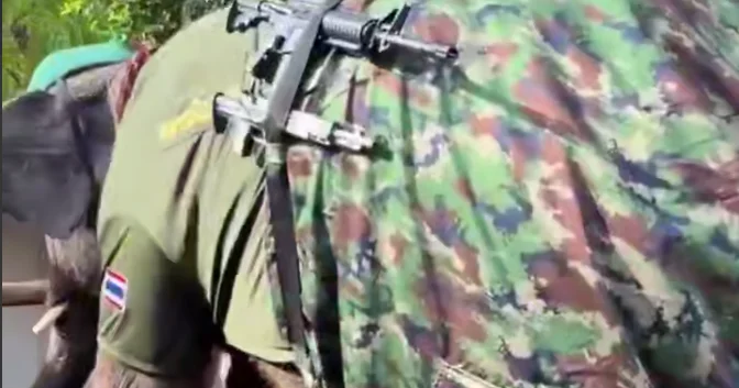 В Таиланде слонам надели камуфляж ВИДЕО