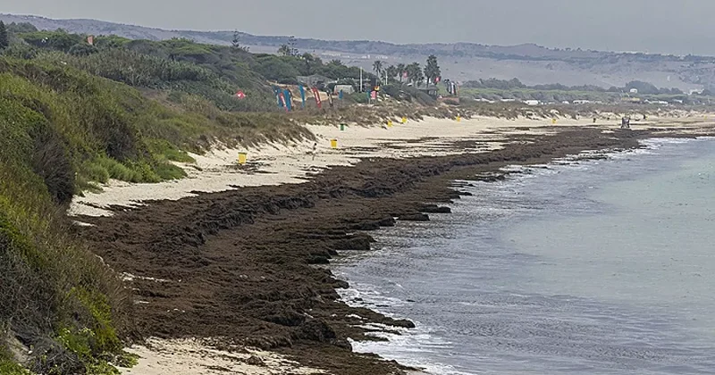 Пляжи Испании заполонили тонны азиатских водорослей