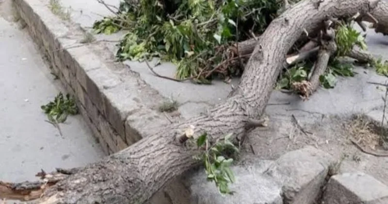 Bakıda bir nəfər aşan ağacın altında qaldı KONKRET