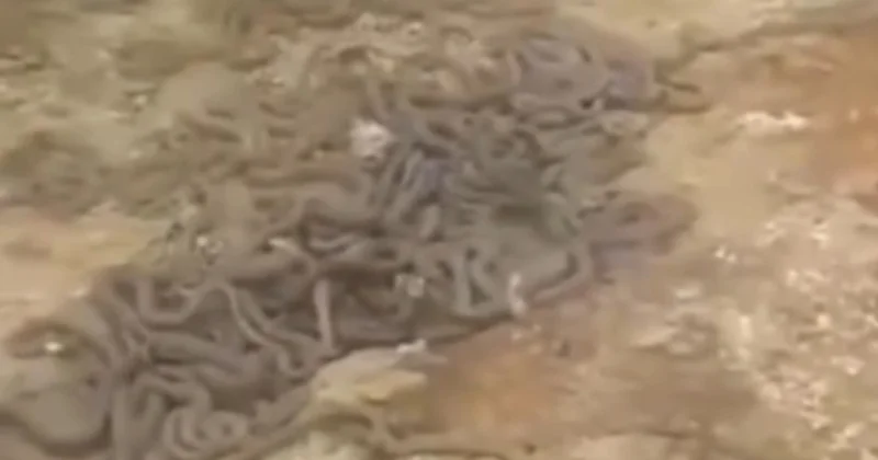 Ağdaşda işçiləri qorxuya salan görüntü: Tikinti sahəsindən ilan sürüsü çıxdı VİDEO