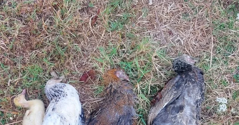 Cənub bölgəsində ev quşları kütləvi şəkildə tələf olur