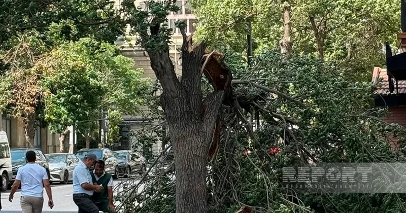 Bakıda güclü külək 7 ağacı aşırıb, 22 budağı sındırıb