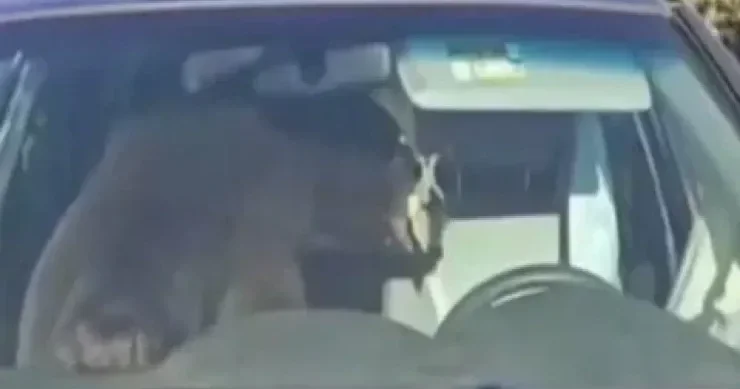 Ayı maşının içinə girib bütün gecəni siqnalını çaldı VİDEO