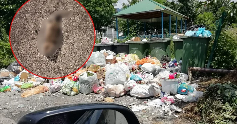 Qəbələdə üfunət və iri siçanlardan şikayət: Sakinlər kömək istəyirlər