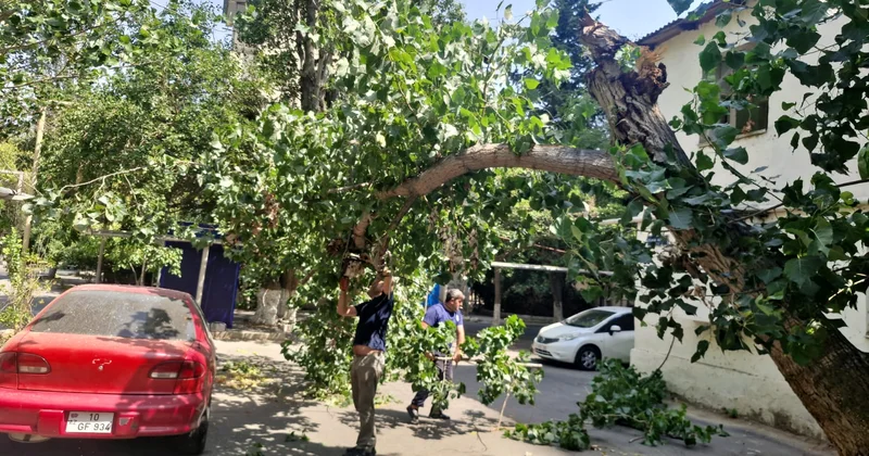 Güclü külək Bakıda 7 ağacı aşırdı