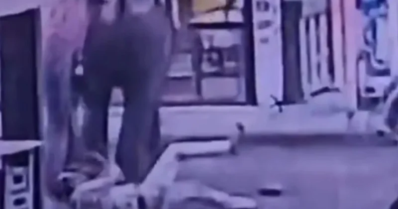 Fil ona konfet verən işçini əzib öldürdü Dəhşətli hadisə