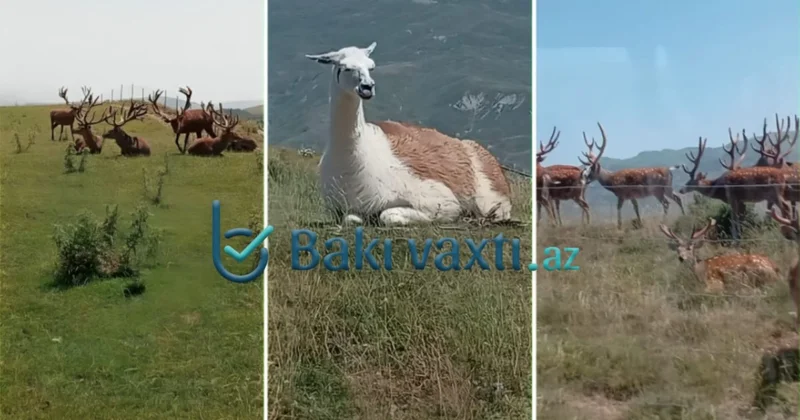 Bir gün Safari Parkda FOTO VİDEO