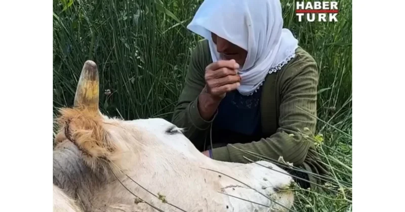 7 uşaqlı ananın inəyi üçün göz yaşları hamını kövrəltdi (Video)