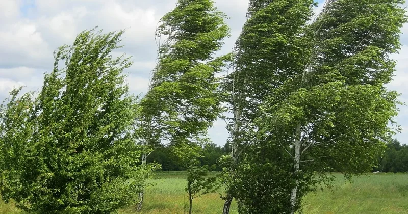 Bakıda küləyin sürəti 28 m/s dək güclənib FAKTİKİ HAVA
