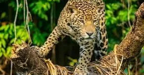 Leopard evə soxuldu, əlil kişini parçaladı