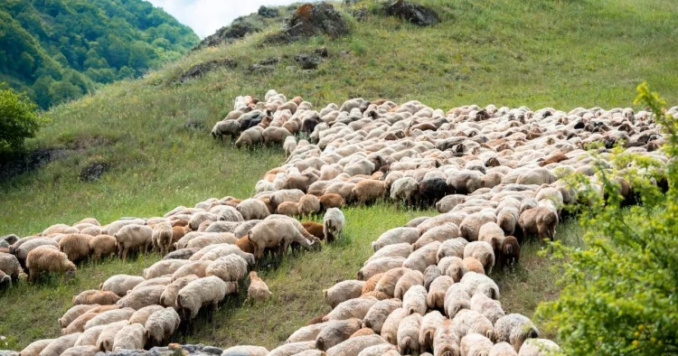 Kəlbəcər yaylaqlarına giriş niyə qadağan edilib? HƏRBÇİLƏRDƏN NARAZILIQ VAR
