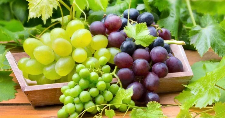 Bu faydalarını biləndən sonra həmişə üzüm yeyəcəksiniz