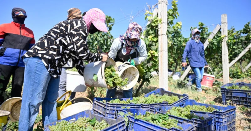 Şamaxıda texniki üzüm sortlarının kütləvi yığımına başlanılıb