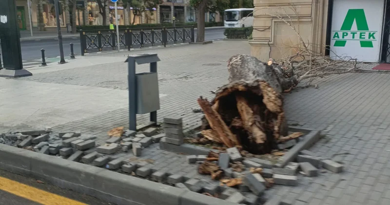 Bakıda külək ağacı aşırdı (FOTO)