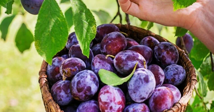 Gavalını belə saxlamaq olmaz tez xarab olur