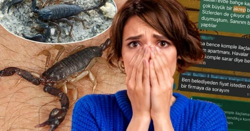 İstanbulda əqrəb panikası: Evlərin içinə qədər girib