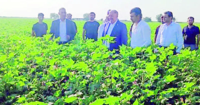 Mil Muğanda “ağ qızıl”ın yeni dəyəri