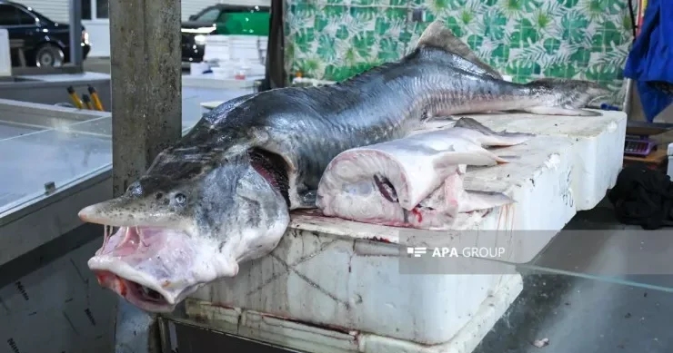 “Payızda qiymətlər qalxacaq” Keşlə balıq bazarından REPORTAJ