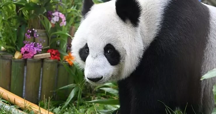 Çin ABŞ a iki panda göndərdi