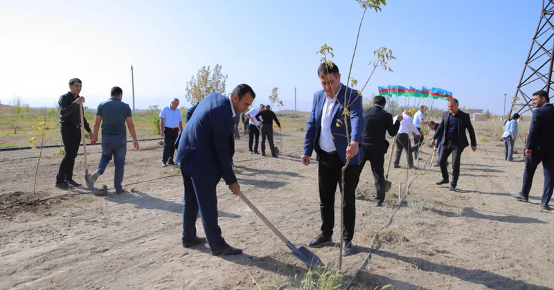 Naxçıvan şəhərində ağacəkmə aksiyası təşkil edilib