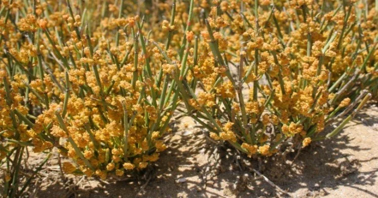 Abşeron florasında 678 növ var Botanik
