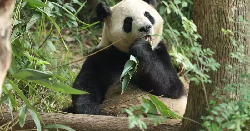 Çinin “panda siyasəti: ABŞ yə 2 panda göndərilib