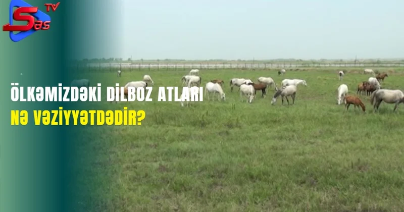 Ölkəmizdəki dilboz atları nə vəziyyətdədir?