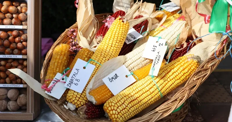 Фестиваль агробизнеса и выставка продажа семян в Шеки: ФОТО ФОТО
