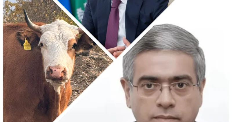 Dabaq xəstəliyi nazirliyin gətirdiyi heyvanlardan yayılıb AQTA arayış hazırlaylıb, amma ictimaiyyətdən gizlədib