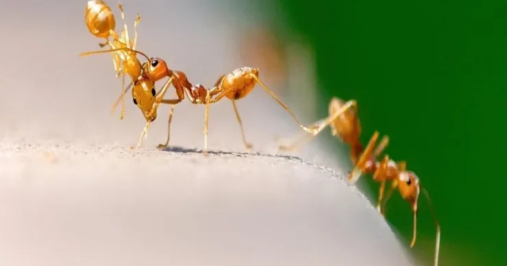 Qarışqalar epidemiyaların qarşısını ala bilər bunu necə edirlər?
