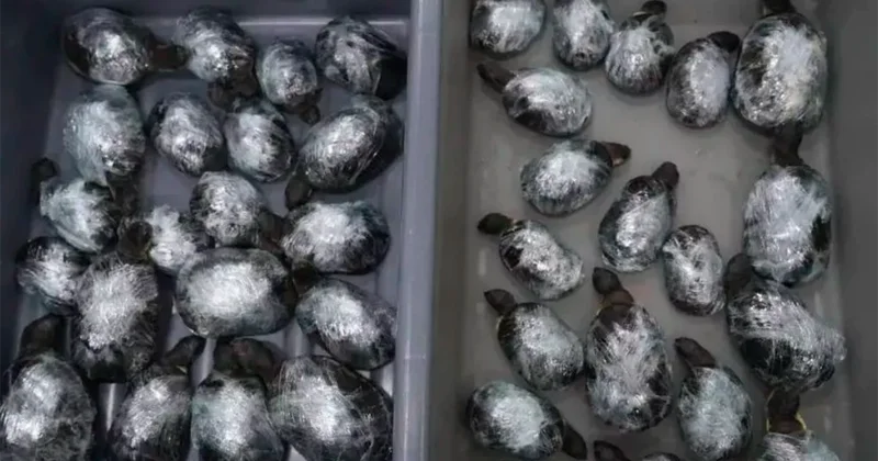Honq Konq limanında iki qadın ətəklərinin altında gizlədilmiş 68 tısbağa ilə saxlanılıb