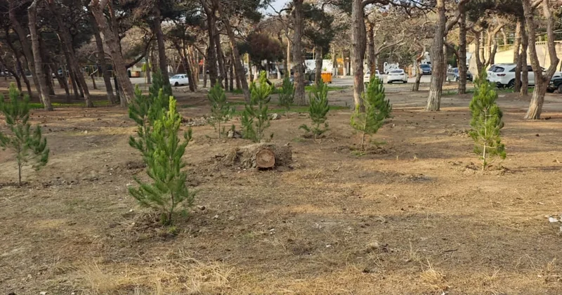 В Баку начали высаживать новые деревья взамен вырубленных ФОТОФАКТ