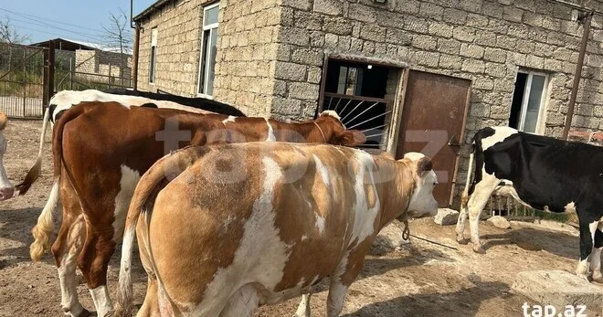 AQTA və DMA nın işbazlığı, yaxud Dabaq xəstəliyi adı altında oyun