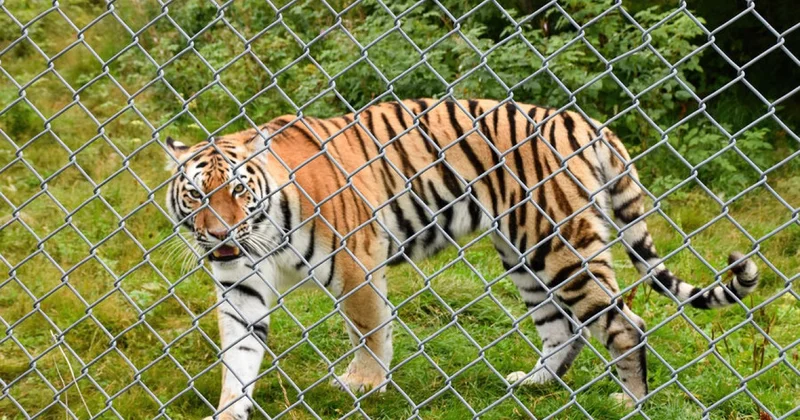 Finlandiyada zoopark 1 avroya satıldı