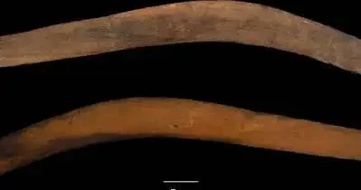 Aborigen avstraliyalılar aerodinamika sahəsində biliklərə malik olub