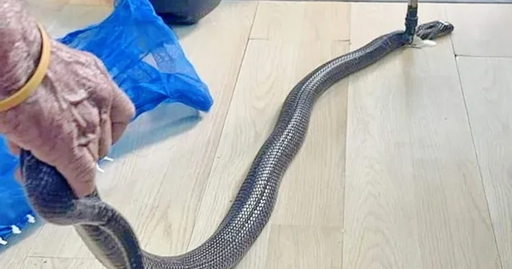Kobranın sancdığı kişi nənəsinə son dəfə “səni sevirəm” dedi