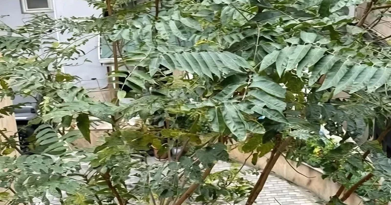 Bakıda geniş yayılan bu ağacın ziyanı faydasından çoxdur İDDİA