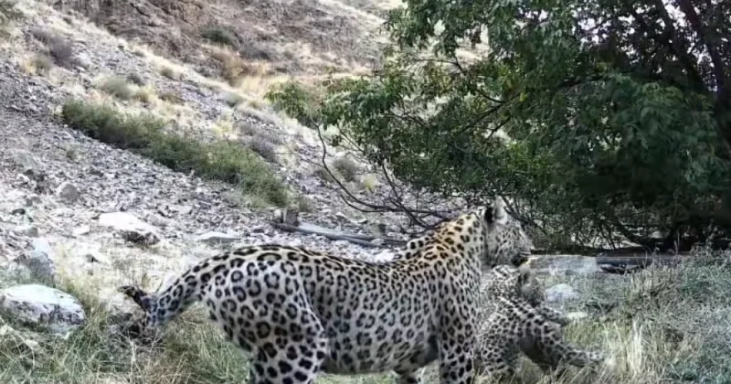 Zəngəzur Milli Parkında Qafqaz bəbiri üç balası ilə kameralara düşüb VİDEO