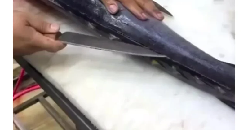 Balığın qarnından iPhone 18 çıxdı (Video)
